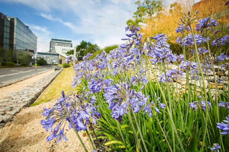 Basing-View-and-flowers